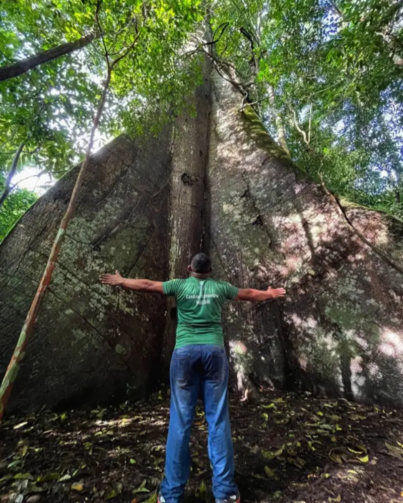 Foto: Entre as maiores árvores da floresta amazônica, a sumaúma é um dos pontos turísticos mais visitados da Flona do Tapajós, segundo Joacir